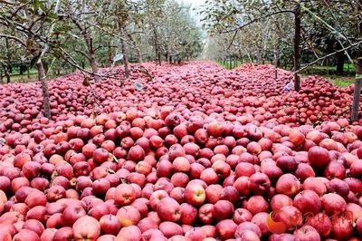 蘭州供銷系統首個農產品展示中心正式運營，推動‘甘味’市場新發展